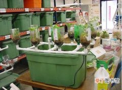 【杜鹃花】如何水培杜鹃？杜鹃花的水培方法和营养液的配制