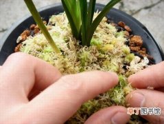 【蝴蝶兰】水苔栽培蝴蝶兰的养殖方法和注意事项