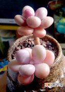 【桃】多肉植物桃之卵图片及形态特征
