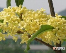 【品种】桂花树的品种习性及繁殖栽培方法介绍