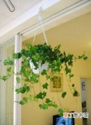 【盆栽】室内盆栽植物常春藤的养殖方法和注意事项