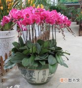 【花卉】蝴蝶兰是一种什么花卉植物？蝴蝶兰图片及简介