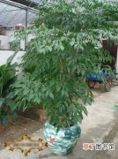 【种植】幸福树种植养殖技术：幸福树常见病虫害防治方法
