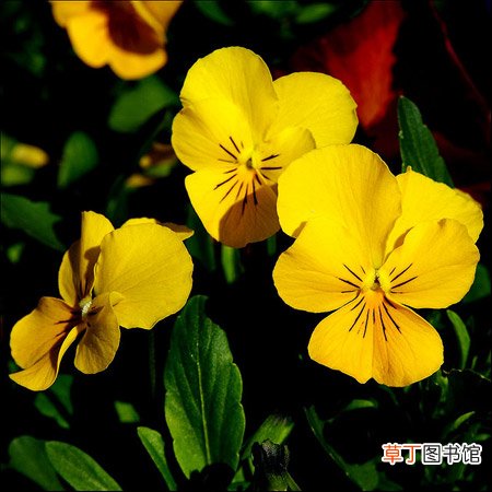 【花】黄色紫罗兰的花語是什么？