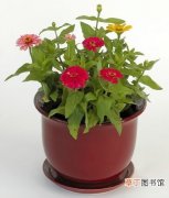 【家庭】夏季家庭盆栽花卉植物的养护管理方法