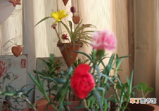 【阳台】适合阳台养殖的藤本花卉有哪些？