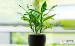 【方法】富贵竹怎么养不黄叶有哪些方法？