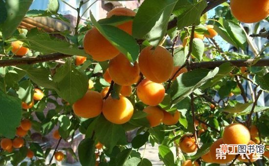 【杏】不同树龄杏树的整形修剪方法有哪些？