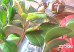 【茶花】盆栽茶花播种时种子的处理方法有哪些？