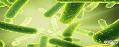 益生菌什么时候吃最好 乳酸菌是益生菌吗