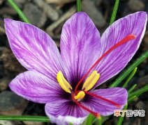 【传说】关于藏红花的民间传说故事