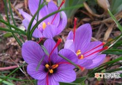 【图片】藏红花图片：藏红花的形态特征介绍
