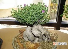 【图片】多肉植物姬红小松图片及形态特征介绍