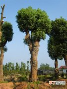 【方法】树木移植时树干的保湿方法