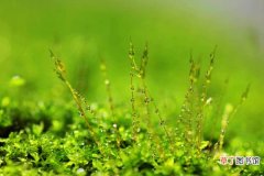 【盆景】苔藓盆景的制作方法有哪些？