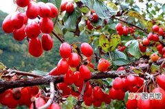 【栽培】山茱萸的种植方法和栽培技术介绍