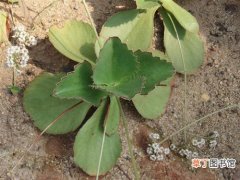 【植物】花草植物趣蝶莲的养殖方法