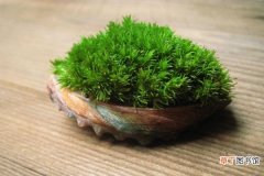 【植物】苔藓植物的繁殖方法有哪些？