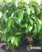 【种植方法】黄角兰树的种植方法和栽培管理