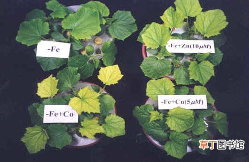 【植物】气体乙烯能促进植物器官老化和果实早熟