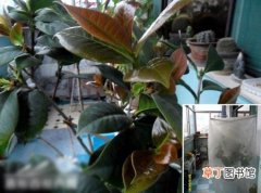【阳台】北方地区春季阳台种植茶花的养护管理方法