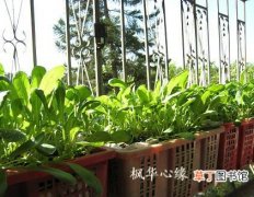 【阳台】家庭阳台种菜用什么肥料？阳台种菜怎么施肥？