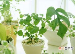 【花卉】植物花卉营养液配方和配制方法