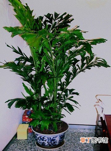【植物】室内观叶植物鱼尾葵的生长习性和养殖方法