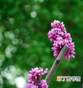 【嫁接】紫荆花的最佳嫁接时间和嫁接方法