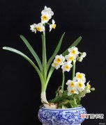 【特征】水仙花的形态特征和生长习性介绍