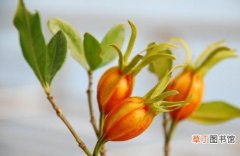 【种植方法】黄栀子种植方法和栽培技术