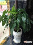 绿宝石喜林芋 【图片】植物名称及图片——绿宝石花