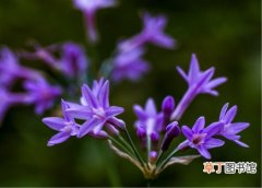 【花语】紫娇花的花语是什么？