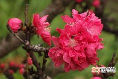 【花语】碧桃花的花语是什么？