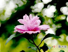 【花】关于木槿花的传说故事