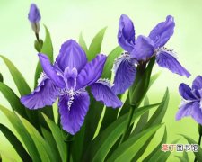 【花】天蝎座的守护花是什么花？