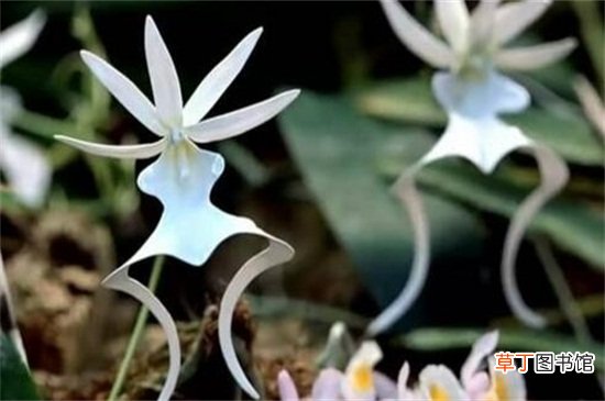 【花卉】世界上最高贵神秘的花，盘点十种稀有罕见花卉
