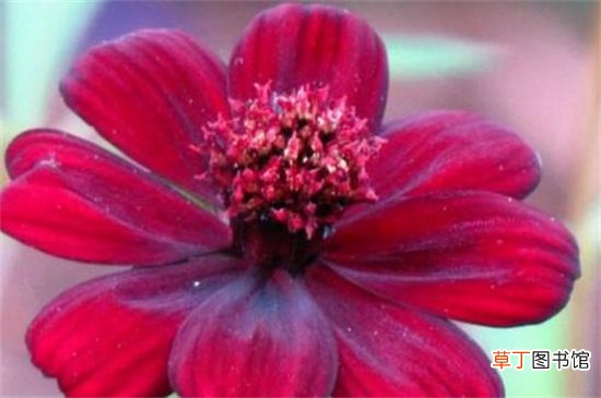 【花卉】世界上最高贵神秘的花，盘点十种稀有罕见花卉