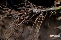 【防治】欧石楠的根腐病及其防治，修剪腐根透气土养殖