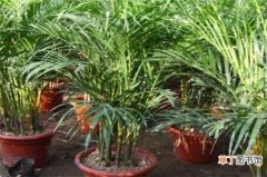 【养殖方法】黄椰子的养殖方法和注意事项，浇水施肥充分但要注意温度变化