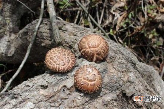 【多】野生花菇多少钱一斤