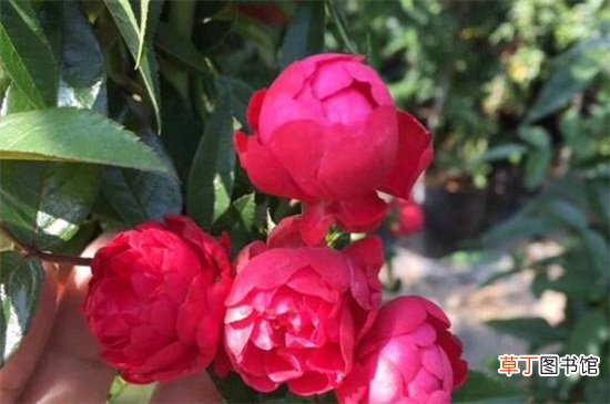 【蔷薇花】甜蜜红木香是蔷薇花吗，蔷薇花中的优良品种