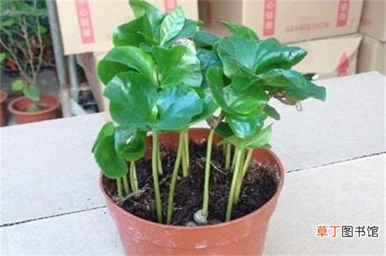 【种植方法】咖啡盆栽的种植方法
