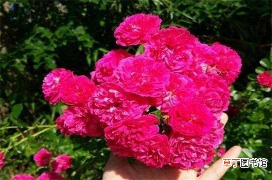 【花】红木香花苗价格，市场价格大概在5～50元一盆