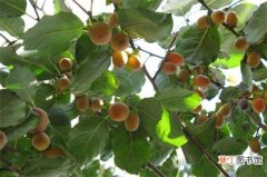 【有毒】家中为何不能种黑枣树，汁液有毒还会影响运势发展