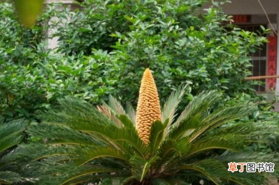 【铁树】菠萝铁树夏天怎么养，降温增湿通风良好