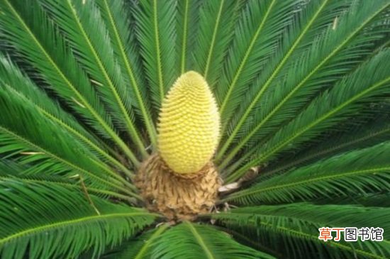 【铁树】菠萝铁树夏天怎么养，降温增湿通风良好