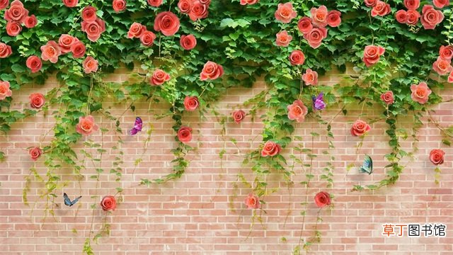 【植物】可代替围墙的植物