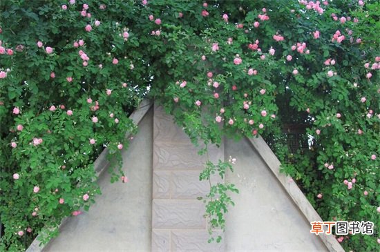 【植物】可代替围墙的植物
