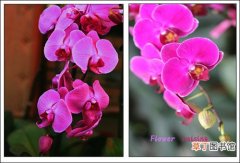 【花期】蝴蝶兰的花期长短及花期管理方法